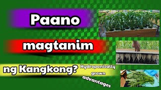 Paano magtanim ng Kangkong Hydrophonically grown [upl. by Coppins]