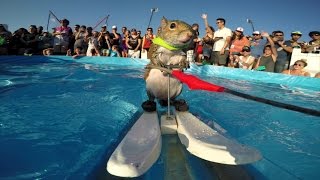 GoPro Twiggy the Waterskiing Squirrel [upl. by Merlin]