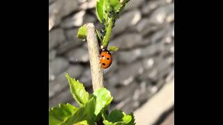 La coccinella mangia gli afidi miniclip [upl. by Acinomal]