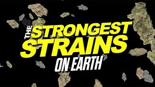 2015 Strongest Strains On Earth [upl. by Studner134]