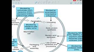 Pharmacology  Lec 23  Mohd Manaseer [upl. by Akkin970]