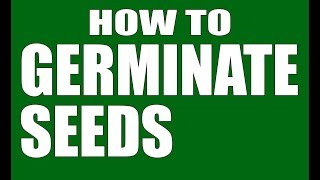 Germinating Tomato Seeds Tutorial VERY EASY [upl. by Caneghem]