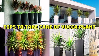 How To Take Care Of Your Yucca Plant Yucca Plant Care Tips [upl. by Auqenet]