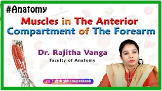 Muscles in the Anterior Compartment of the Forearm Anterior Flexor compartment Upper limb Anatomy [upl. by Clyde]