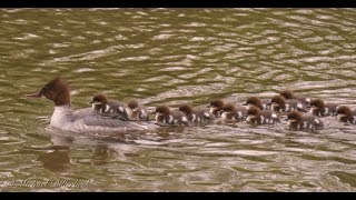 Goosander or Merganser Mergus merganser ♀ with Ducklings 4 [upl. by Elehcin]