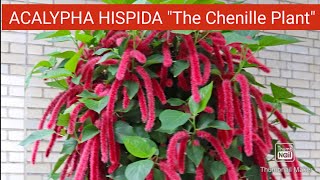 How to Grow and Care Acalypha HispidaChenille Plant  Propagation of Acalypha Hispida Plant [upl. by Nodnahs]