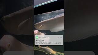 Top 5 best silver arowana tank mates arowana shorts [upl. by Devinna]