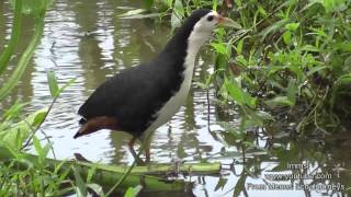 Nature Trees And Birds  Whitebreasted Waterhen amp Pheasanttailed Jacana [upl. by Esirec]