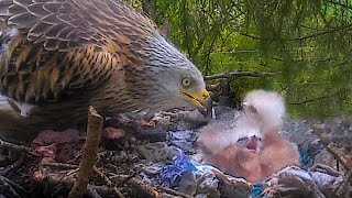 Red Kite Mum So Tender With Newly Hatched Chicks🐣  Discover Wildlife  Robert E Fuller [upl. by Duarte]