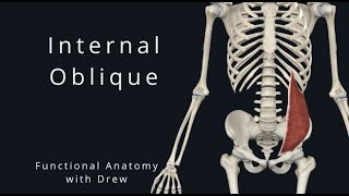 Internal Obliques  Functional Anatomy for Health wellness and Movement Professionals [upl. by Isa]