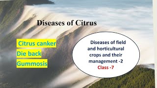 Diseases of Citrus  Citrus canker Gummosis and Die back  Hindi Explanation [upl. by Frech65]