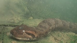 Anacondas Tracking Elusive Giants in Brazil [upl. by Aihsetan]