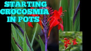 HOW TO START CROCOSMIA IN POTS [upl. by Yanal]