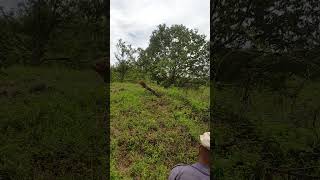 Pokok Musang King 5 tahun kena sondol gajah di Batu Melintang Jeli Kelantan [upl. by Fulbright]