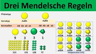 Mendelsche Regeln 1 Uniformitätsregel  2 Spaltungsregel  3 Unabhängigkeitsregel  Biologie [upl. by Lyrred]