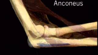 muscle anconeus [upl. by Rutra]