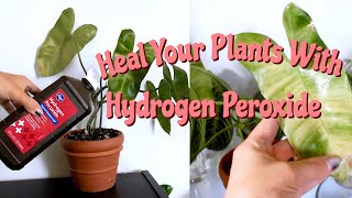 Benefits of Hydrogen Peroxide on Houseplants  Hydrogen Peroxide for Root Rot amp Pest Management [upl. by Alilad]