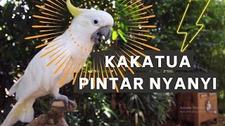 BURUNG KAKATUA PINTER NYANYI [upl. by Nami]