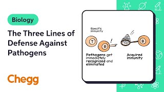 The Three Lines of Defense Against Pathogens  Biology [upl. by Gibbeon]