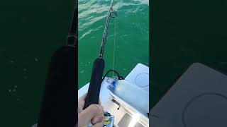 Hervey Bay Mackeral fishing fishing adventure australia fish fishingaustralia shorts fyp [upl. by Crary]