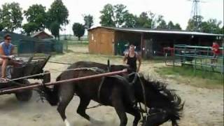 Horse abuse in Poland how definitely NOT to teach a horse to be driven [upl. by Mw]