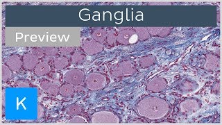 Ganglia of the Nervous System preview  Histology  Kenhub [upl. by Eitak]