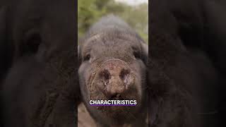 Discover the Unique Traits of Meishan Pigs [upl. by Streetman]