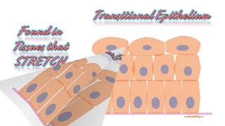 Tissues Histology Slides Tutorial for anatomy tissues practical exam [upl. by Netty595]