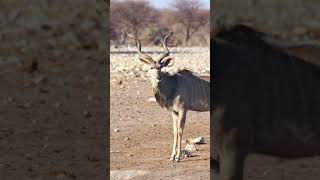 Kudu at Etosha National Park Namibia [upl. by Nnylarej451]