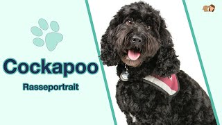 Cockapoo im Rasseportrait  Kreuzung von Pudel und Cocker Spaniel [upl. by Keil807]