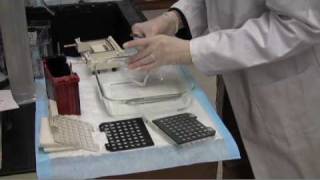 Western blot transfer [upl. by Enyleuqcaj229]