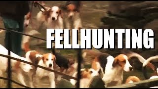 Fellhunting with the Coniston Foxhounds [upl. by Maram844]