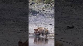 Lioness in The Kruger National Park [upl. by Elletse901]