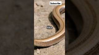 meet The Legless Lizard r shorts FactsLegless Lizard vs SnakeLegless Lizard Habitat [upl. by Procora]