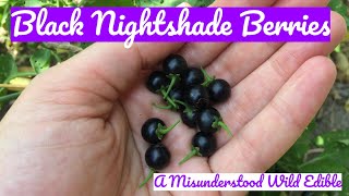 Black Nightshade Berries A Misunderstood Wild Edible [upl. by Leighton]