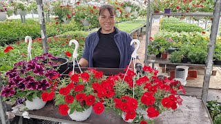 Petunia  Ingrijire  Plantare Udare [upl. by Gladys]