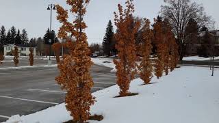 More Upright English Oak  Quercus robur [upl. by Mirilla]