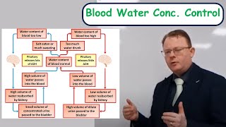 Mr Chalk describes ADH control of blood water [upl. by Vern333]