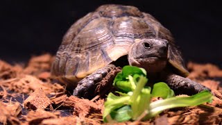 Portrait de la Testudo graeca tortue mauresque [upl. by Emylee]