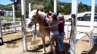 Micheles horseback riding lesson [upl. by Aisirtap190]