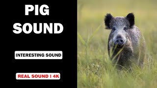 Real Pig Sounds  High Quality  Interesting Pig Sound Experience  4K [upl. by Nireves]