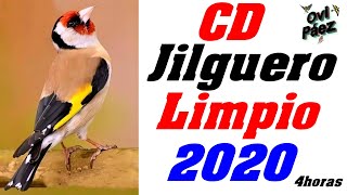 CD Canto Limpio del Jilguero  Chant chardonneret  4 Horas [upl. by Ellitnahc295]