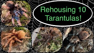 Rehousing 10 New Tarantulas  Part 2 of 2 [upl. by Sedrul210]