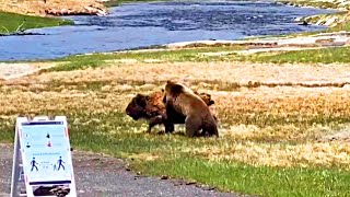 OSO vs BISONTE  ¿Quién Ganaría  EPIC VERSUS 🐻🆚️🐂 [upl. by Nnaoj]