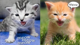 Kittens Meowing for Mom  Kitten Sounds [upl. by Arramat]