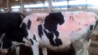 Cow with photosensitization 1 month later [upl. by Jenei60]