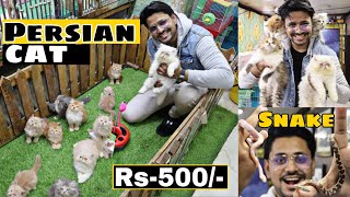 Pet Shop in Hyderabad  😍🔥 MushiTube lifestyle [upl. by Neve]