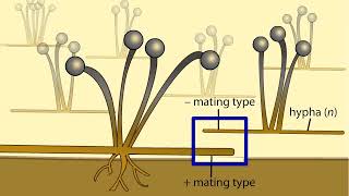 Life Cycle of a Zygospore Fungus [upl. by Zink]