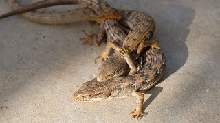 Alligator Lizards Mating [upl. by Pattie]