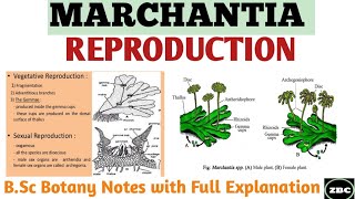 The Plants amp The Bees Plant Reproduction  CrashCourse Biology 38 [upl. by Warram]